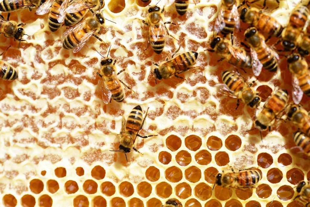 Pure beeswax