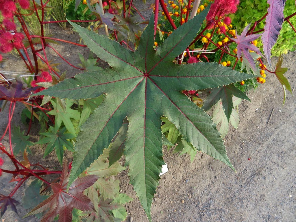 Organic castor oil