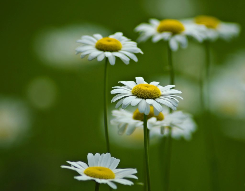 Roman chamomile