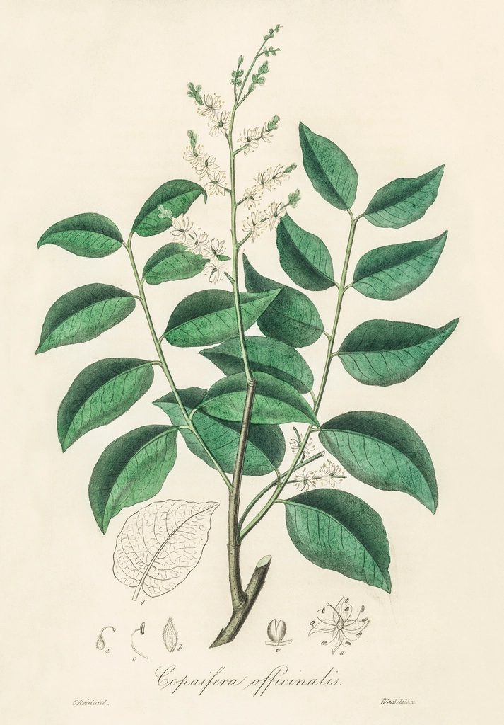 Copaiba