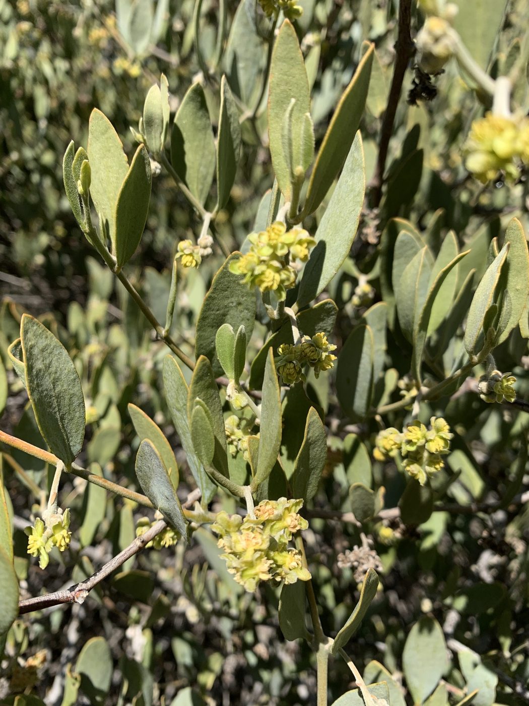 Organic jojoba oil