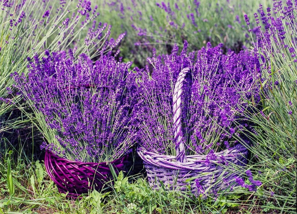 Lavender